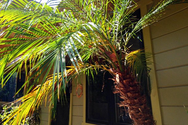 棕榈树与窗户图片下载