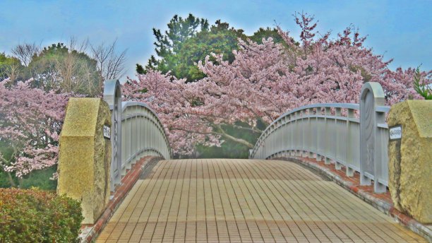 一座樱花盛开的桥图片下载