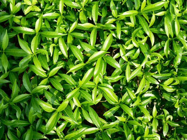 绿色树篱或绿叶墙图片下载