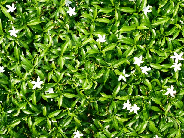 天然树篱叶图片下载