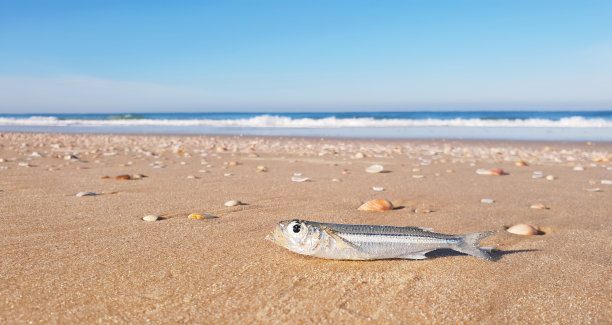 超现实主义的鱼出水乐观概念写实主义图片下载