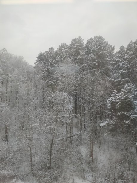 冬季森林图片下载