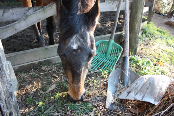 圈养成年棕马骑乘动物素材图片下载