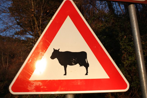 谨慎。危险。牛在车道上出现的信号。红色、白色和黑色标志图片下载