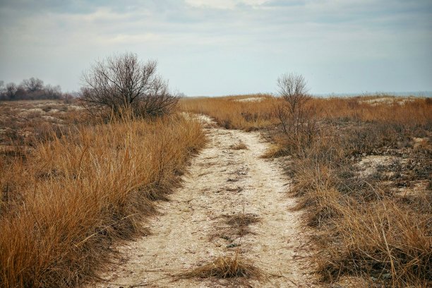草地。图片下载