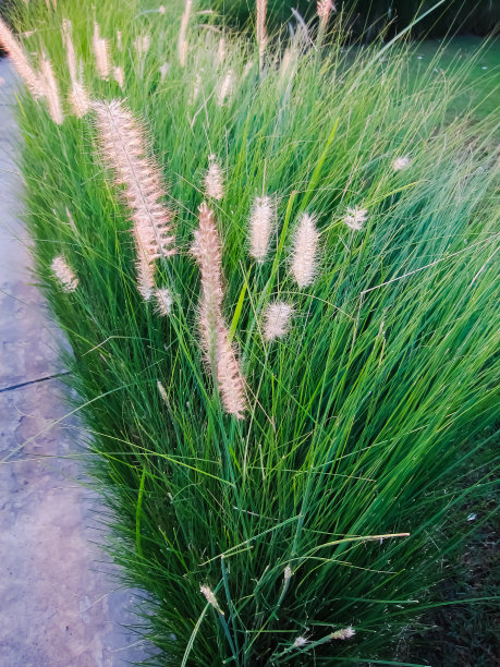 沿着小路的观赏草图片下载