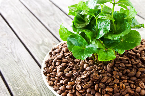 咖啡豆和咖啡植物近距离接触图片下载