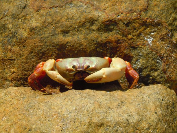 泰国普吉岛大猜岛的毛腿山蟹图片下载