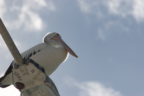 澳大利亚鹈鹕在路灯杆子上休息图片下载