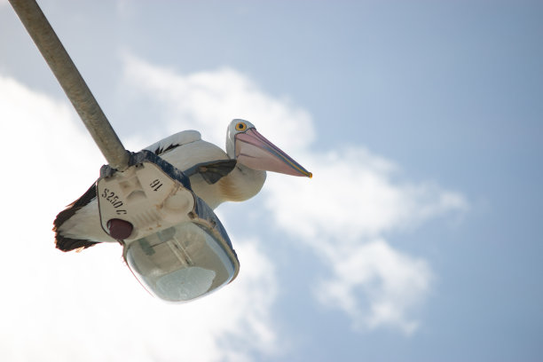 澳大利亚鹈鹕在路灯杆子上休息图片下载