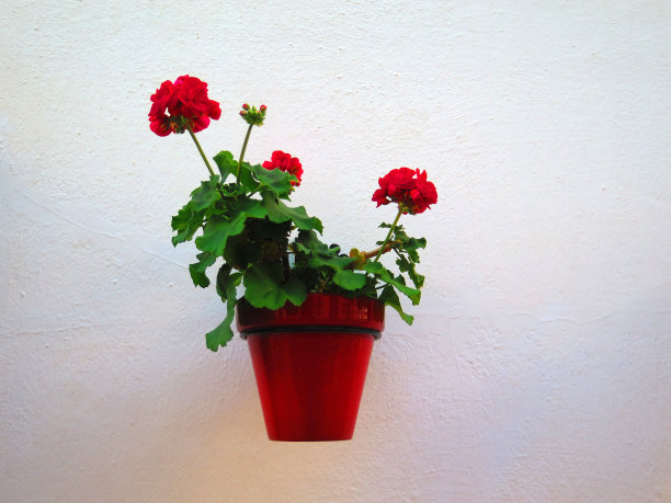 在安达卢西亚村庄的粉刷墙壁上的花盆图片下载