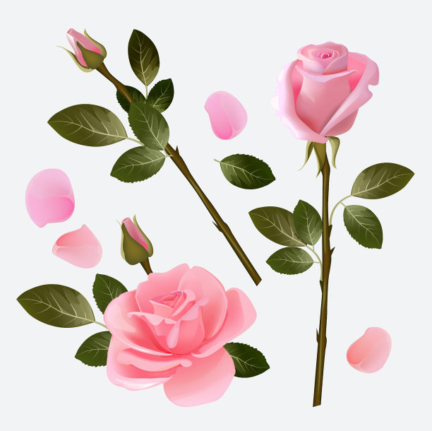 玫瑰集合。美丽的植物粉红和红芽玫瑰爱情符号向量图片集合图片下载