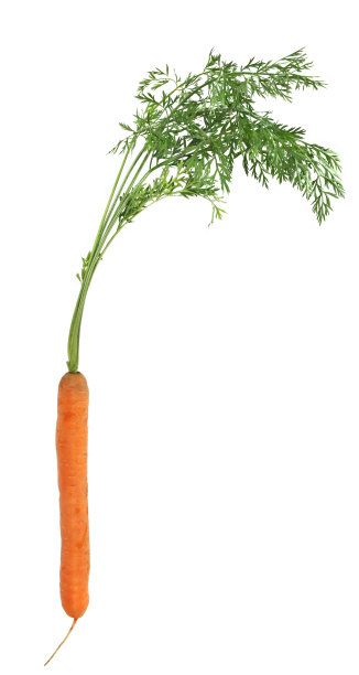 一个胡萝卜在白色背景与复制空间的文本图片下载