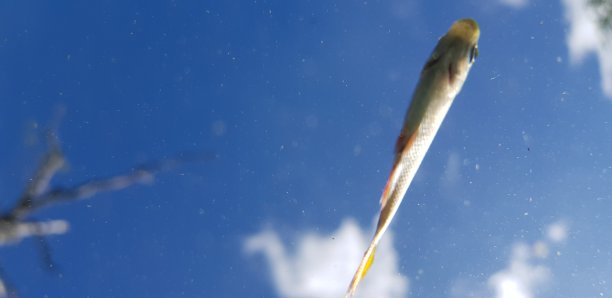 河里的鱼图片下载