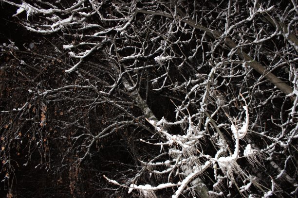 白雪覆盖的树枝映衬着夜空。图片下载