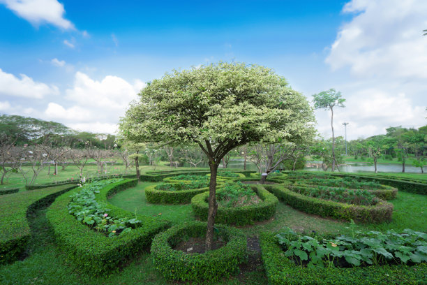 公园里有蓝天的树木图片下载