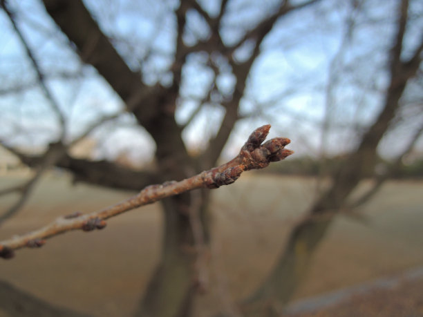 樱花树的花蕾在冬末开花图片下载
