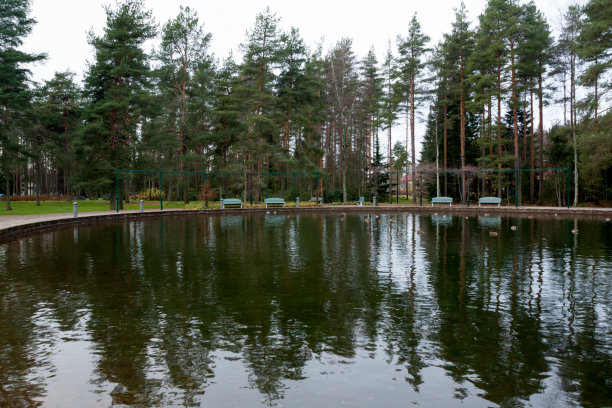 秋天芬兰池塘里的树和鸭子的倒影。图片下载