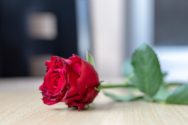 红玫瑰图片下载