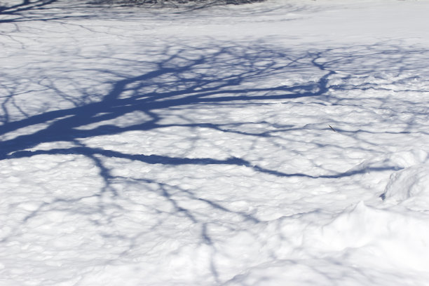 冬天的雪纹理显示了一棵树的剪影图片下载