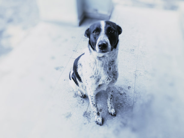 院子里的狗坐在街上，街上有雪的近景照片图片下载