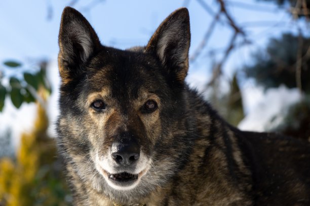 德国牧羊犬喜欢冬天的雪。图片下载