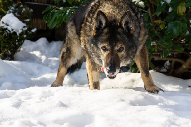 德国牧羊犬喜欢冬天的雪。图片下载