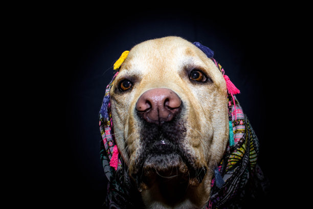 狗headcarf图片下载