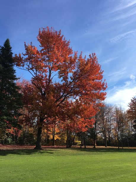 加拿大的小阳春图片下载
