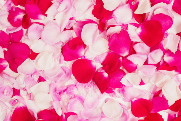 白色背景上的玫瑰花瓣图案。情人节的明信片。花瓣平。红、粉、白的玫瑰花瓣。情人节的背景图片下载
