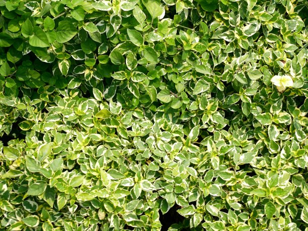 天然树篱叶图片下载