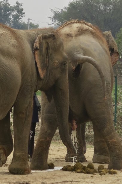雌印度象抬起尾巴，准备排便，大象排尿和大便的照片图片下载
