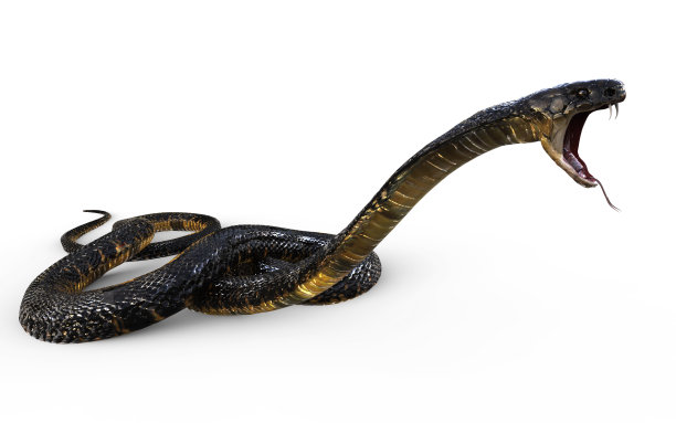 3d眼镜王蛇攻击图片下载