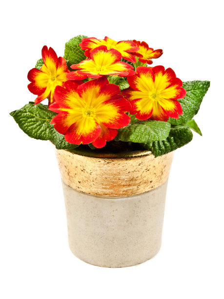 月见草图片下载