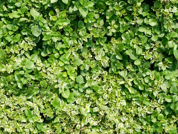 无缝框树篱与绿色叶子图片下载