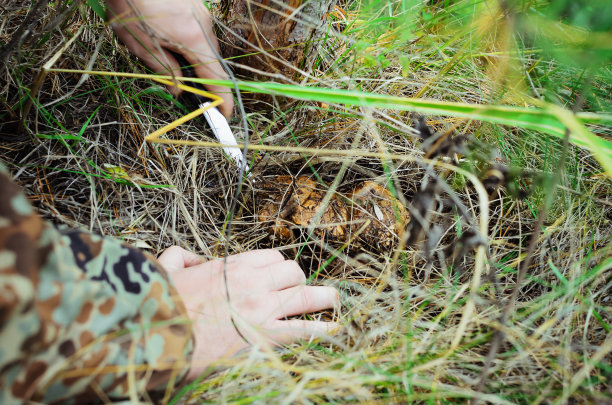 人类手中的可食用蘑菇图片下载