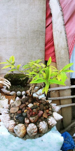 盆栽植物图片下载