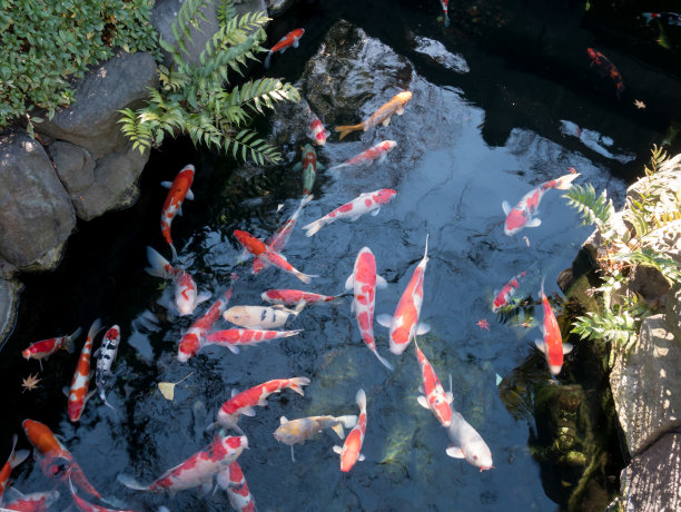 日本鲤鱼图片下载