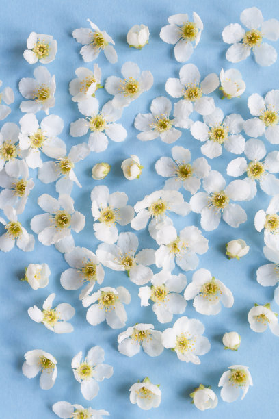 蓝色背景上的白色小花图片下载