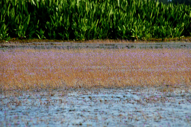 诺伊湖的金狸藻或金狸藻图片下载