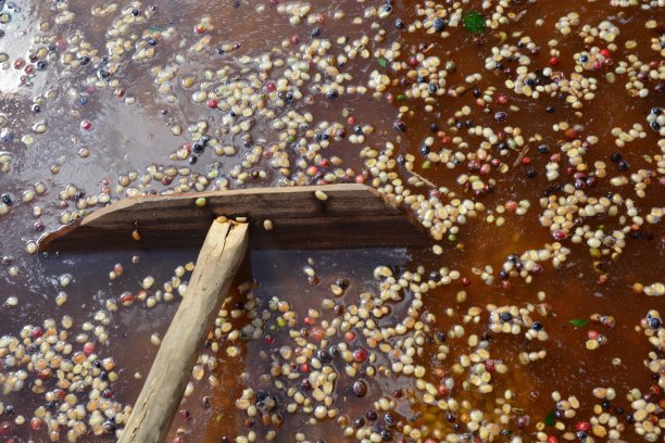 工厂生产的有机咖啡豆用清水和耙子清洗表皮图片下载