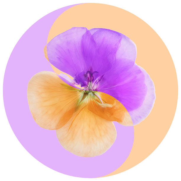 花卉阴阳符号。图片下载