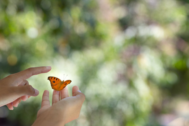 美丽的蝴蝶手上与散景模糊的背景。蝴蝶特写镜头。自然背景宏。图片下载