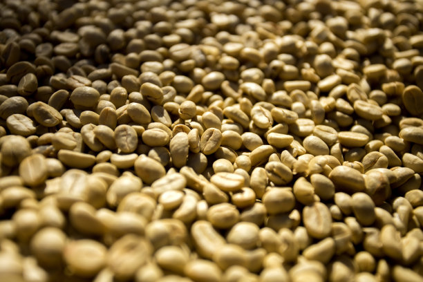 泰国的咖啡种植园图片下载