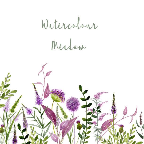 水彩花卉插图。花期草甸。野花和药草。春天的植物。自然的花园。紫色的花。手画图片下载