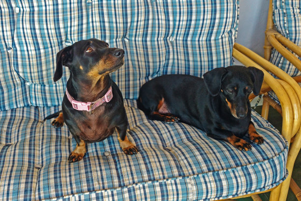 沙发上的两只黑色腊肠图片下载