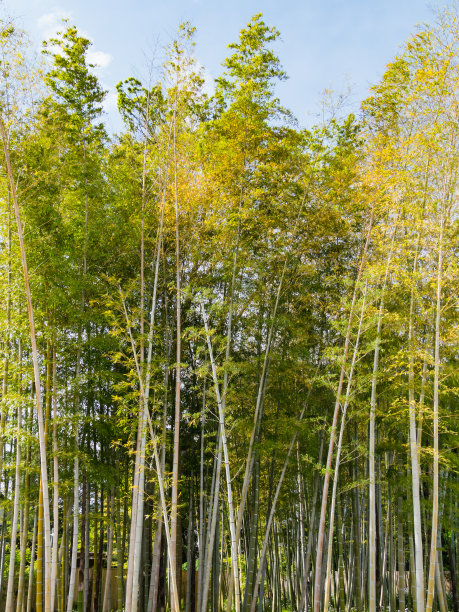 日本冈山县仓木市仓木风景名胜区的竹林图片下载