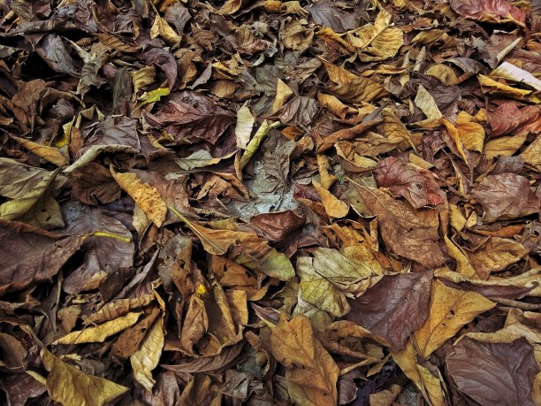 秋天的落叶图片下载