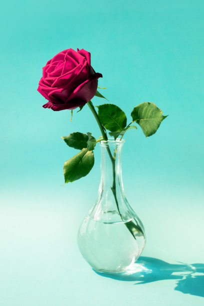 粉彩背景上的花瓶上的红玫瑰。爱情和浪漫概念图片下载