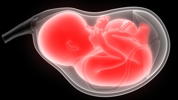 子宫解剖学中的胎儿(婴儿)图片下载
